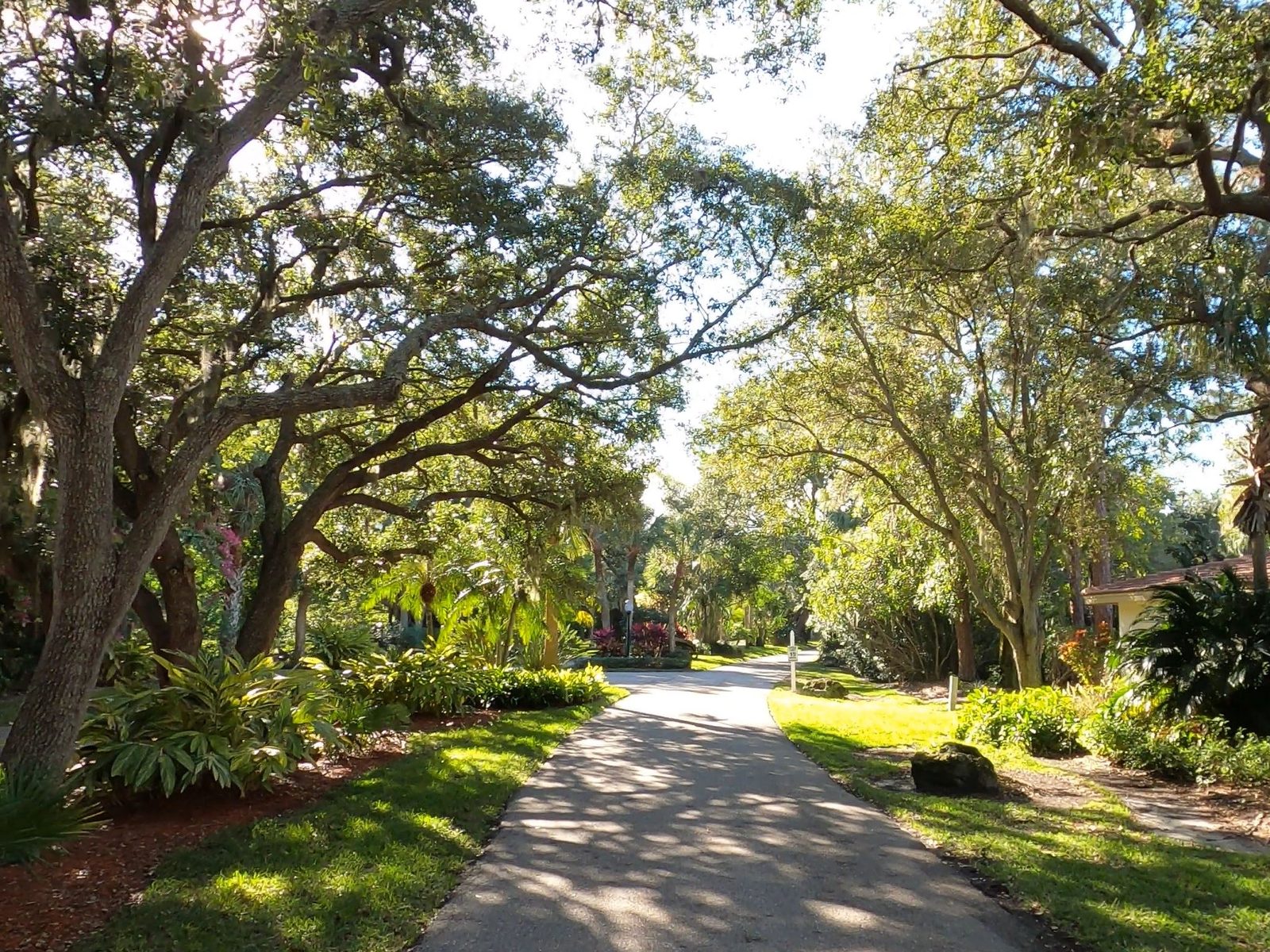 A quiet street under a canopy of live oaks in Wild Oak Bay